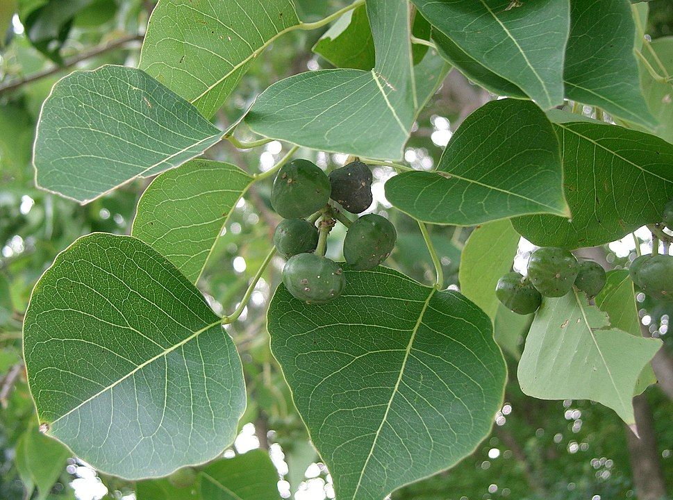 Naturalizzatore Kalina Stivali Donna In Pelle Con Tacco A Blocco E Cerniera - Largo, 42 EU - 6